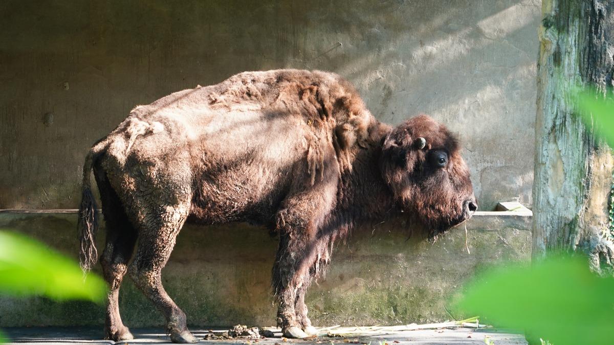 美洲野牛「角娃」在動物園已度過了24個年頭邁入老齡。(圖/動物園提供)