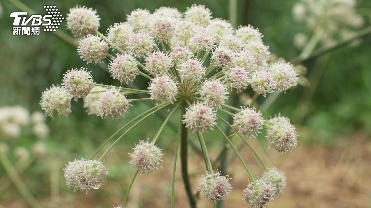 有「死人手指」之稱的植物刺松藻（Hemlock water dropwort）。(圖／達志影像Newscom)