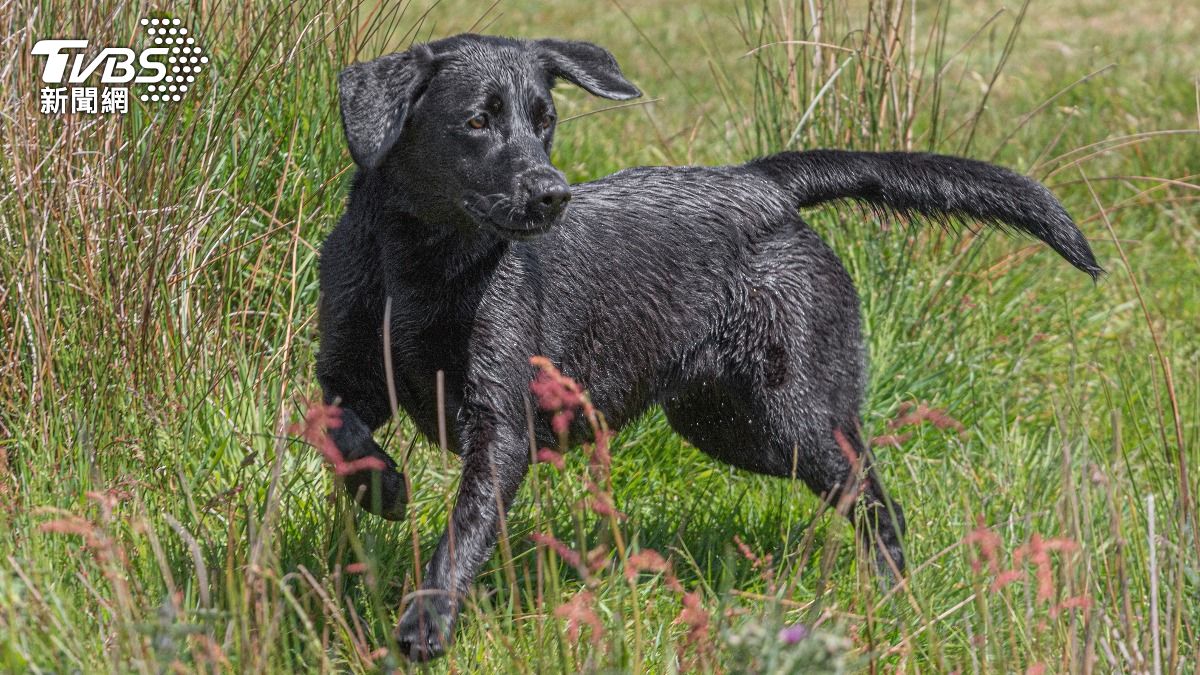 英寵物犬誤食「死人手指」劇毒植物 抽搐血狂流猝逝