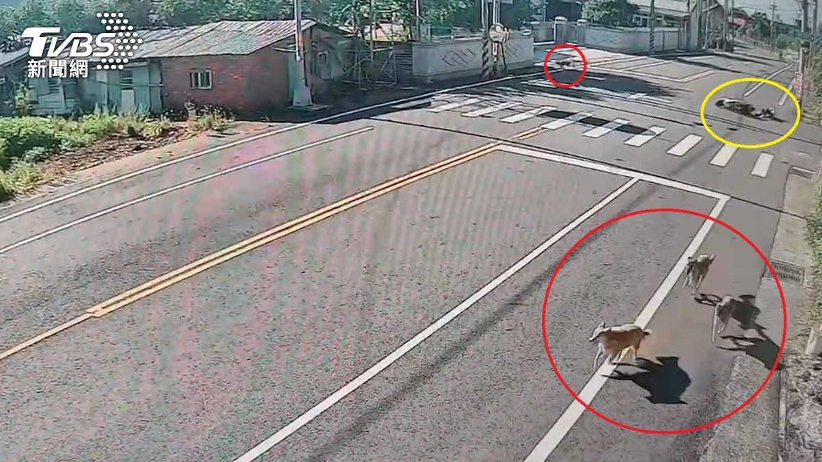 女老師騎車「被狗KO」慘摔斷左腿 4隻浪浪全逃了