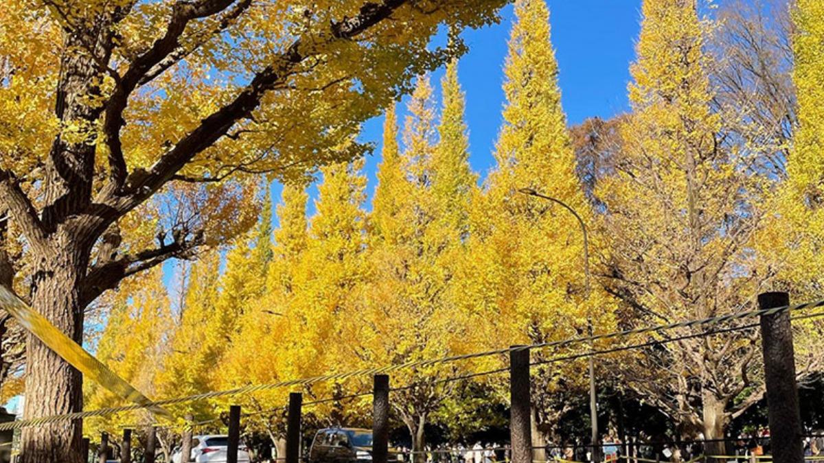 關東地區：10月上旬～12月上旬。（圖／擷取自Weather News）