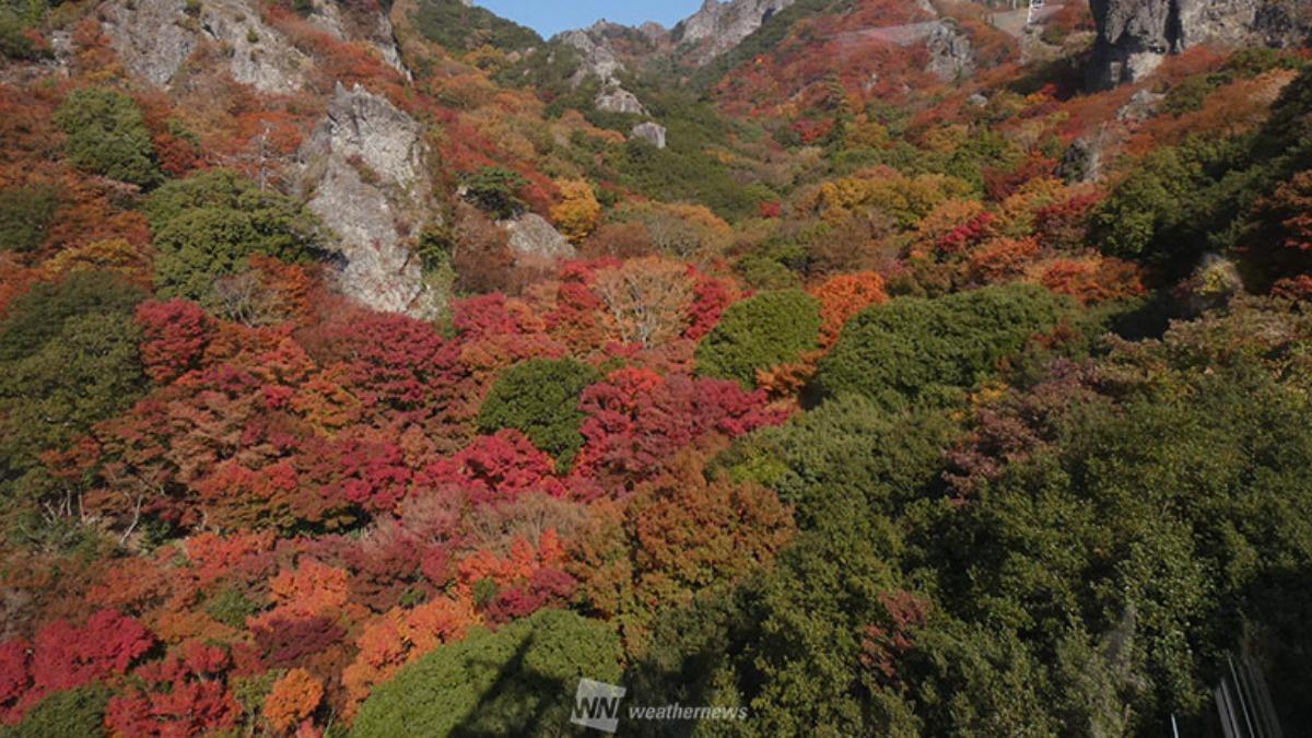 四國地區：10月上旬～11月下旬。（圖／擷取自Weather News）