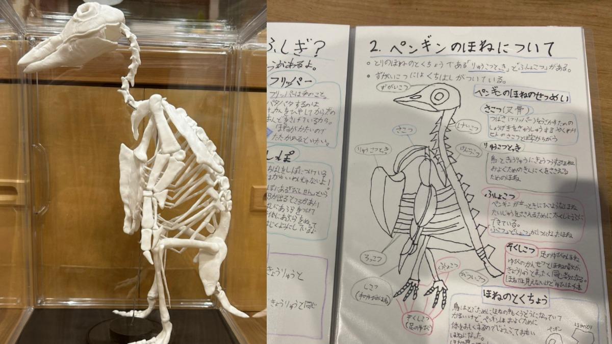 日小二女童玩黏土做出「企鵝骨骼標本」 百萬人朝聖驚呼:天才
