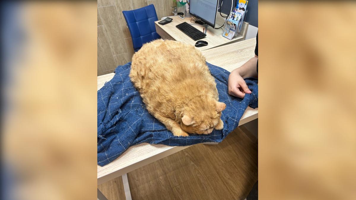 俄羅斯虎斑貓被人「過度投餵」，體重竟高達17公斤。（圖／翻攝自 vk matroskin_perm）