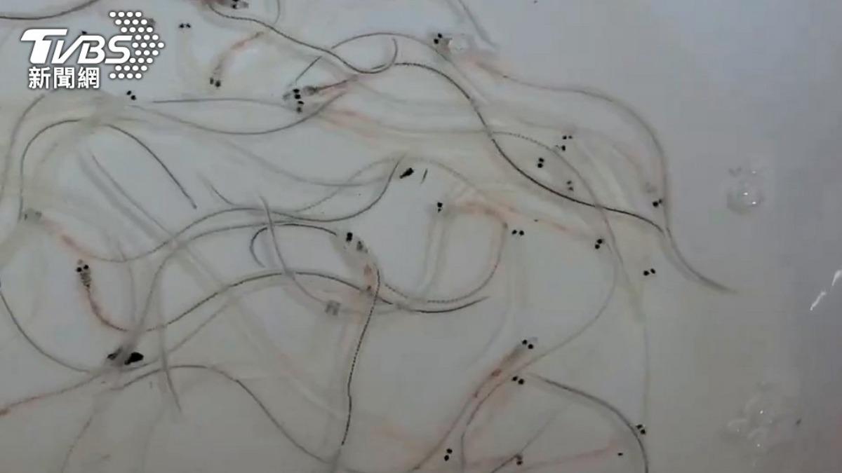 新竹男自製「電擊釣竿」摸黑爽捉鰻苗 判拘役40天