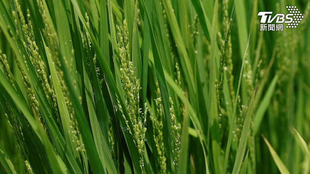 對抗氣候變遷 日本埼玉縣研發新耐熱米