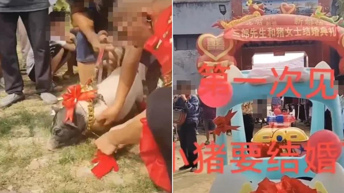 想紅無下限!陸男「和豬結婚」高調辦婚禮 網友怒噴:無恥