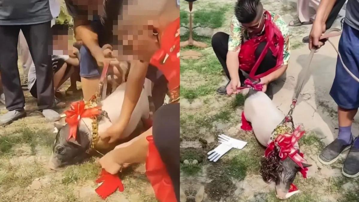 和豬結婚的這名男子胸前佩戴大紅花，身旁的豬則戴著金色項鍊、頭頂紅花。（圖／翻攝自新浪新聞）