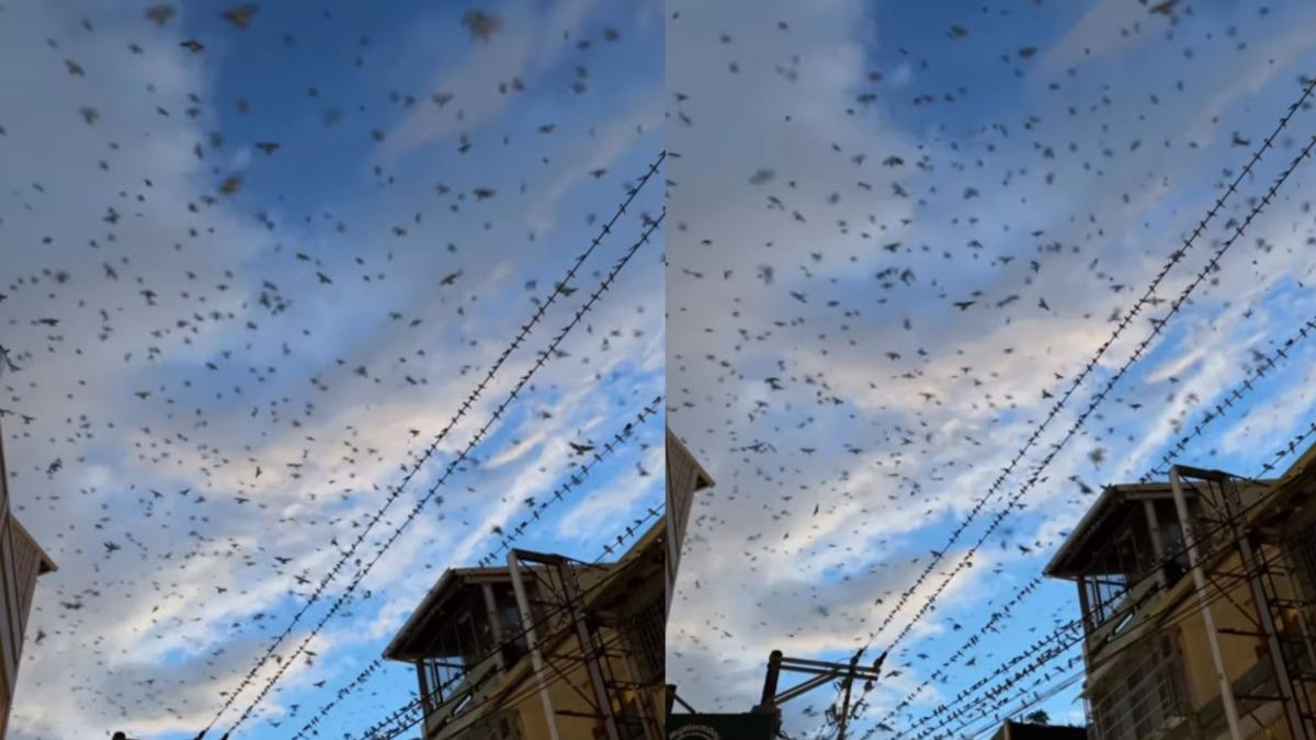高雄數千隻「鳥群飛竄」遮天!網目睹嚇:恐有大禍降臨 專家給出答案