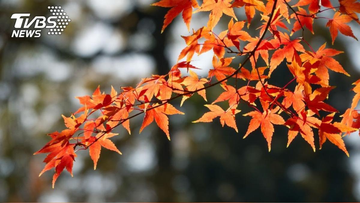 屬虎者的運勢有望來到新高點,成為今年秋天的最大贏家。(示意圖/shutterstock達志影像)
