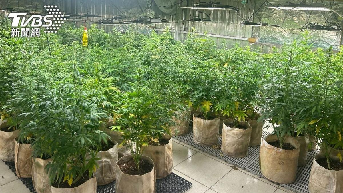 大麻在台灣被列為二級毒品。(圖/TVBS資料畫面)