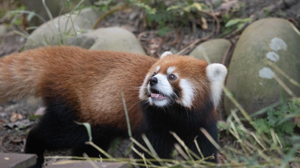 提前過中秋!結合「小貓熊日」明木柵動物園開放至21:00
