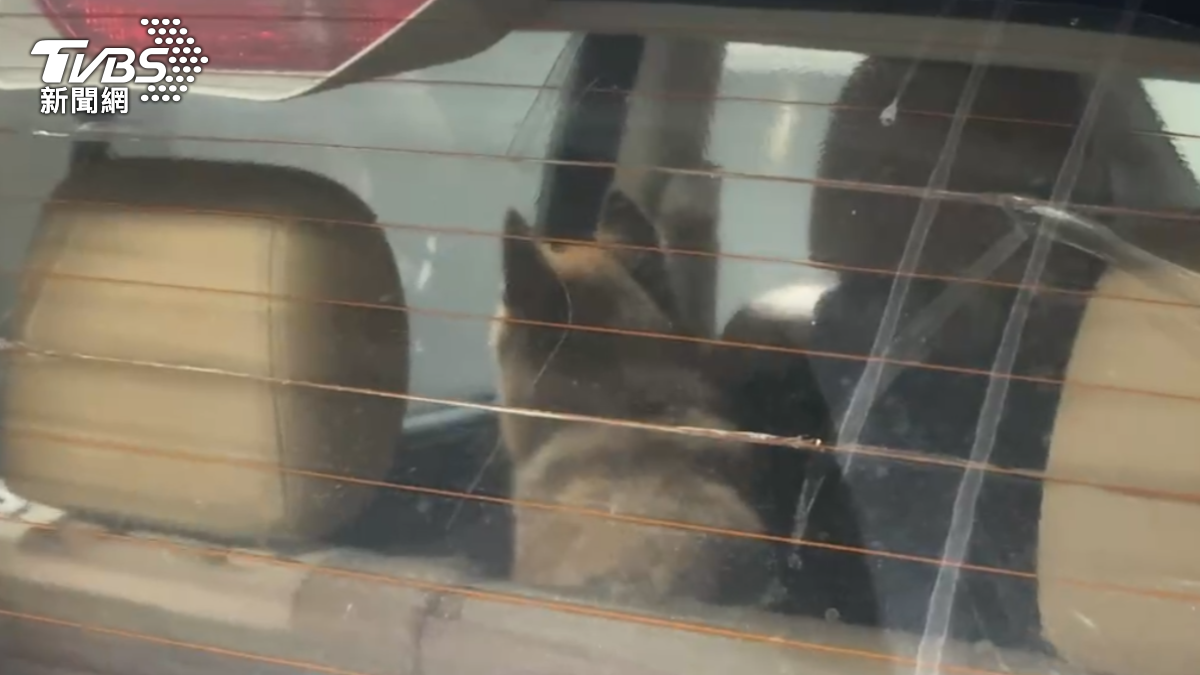 柴犬不斷望著電梯口的位置,苦苦等待飼主趕緊回來。(圖/TVBS)