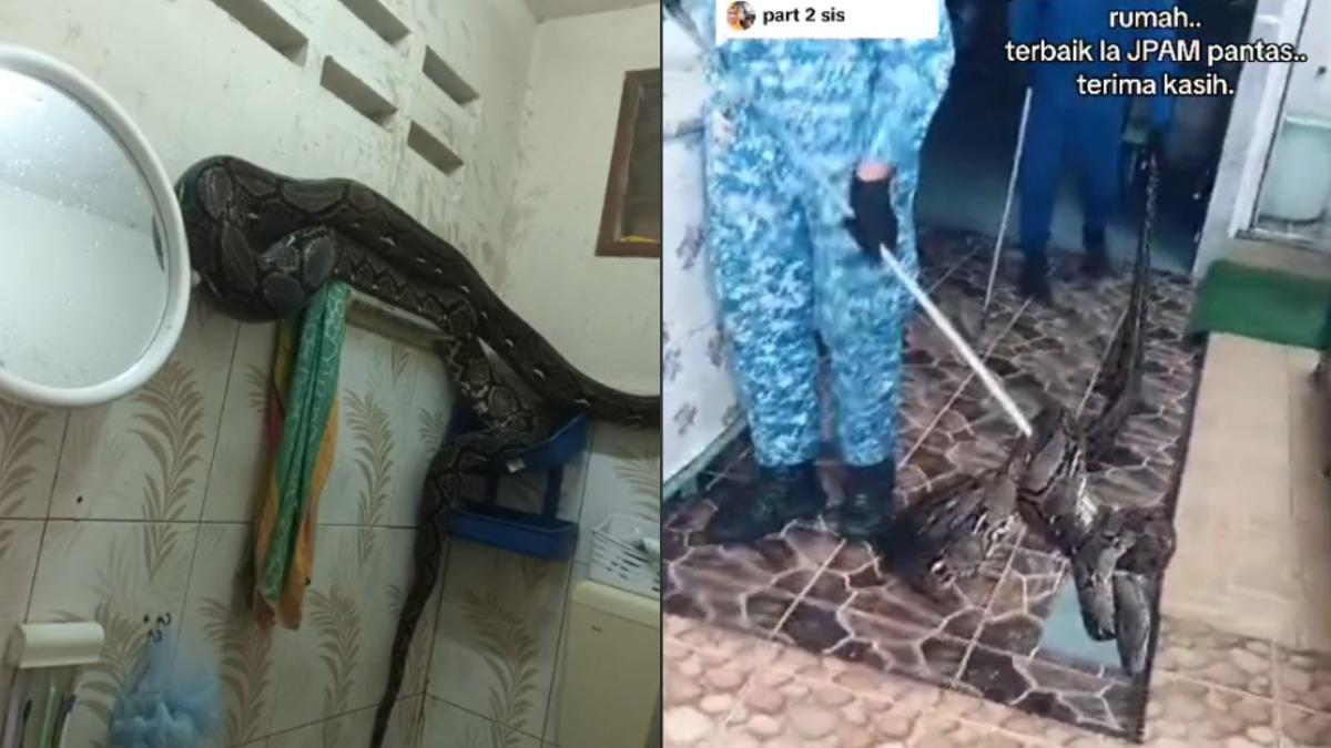 民間防衛軍到場抓蛇。(圖/翻攝自TikTok@mummyamoi4u)