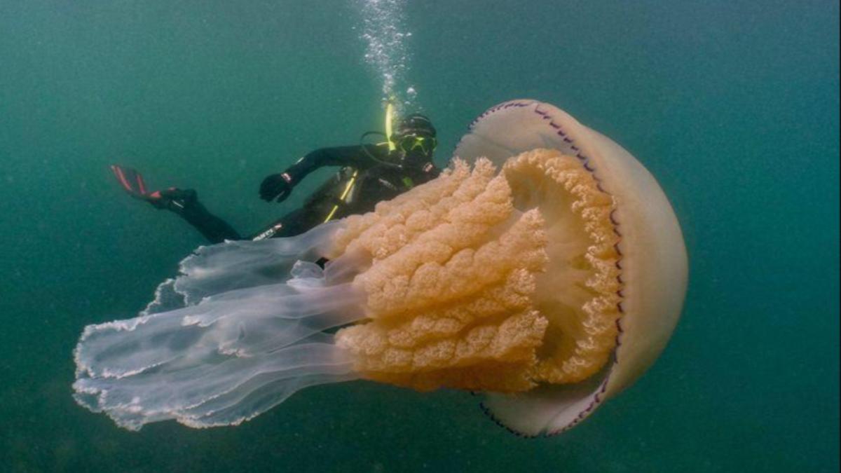 桶水母觸手最長可達3公尺。(圖/翻攝自X@Nature_Is_Lit)