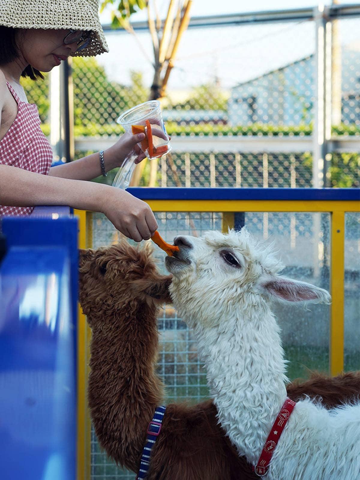 嘎逼&牛奶互動園區可近距離與羊駝互動。(圖/阿捷的打飯班提供)