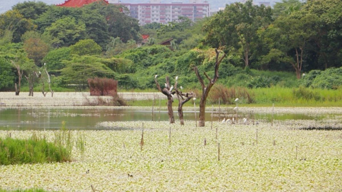 洲仔濕地公園位於蓮池潭畔的洲仔路。(圖/快樂的過每一天提供)