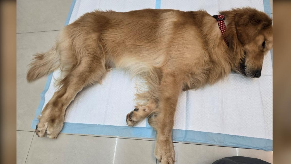 獨/黃金獵犬寄養卻枉死!飼主控店家消極卸責 業者:願走法律途徑