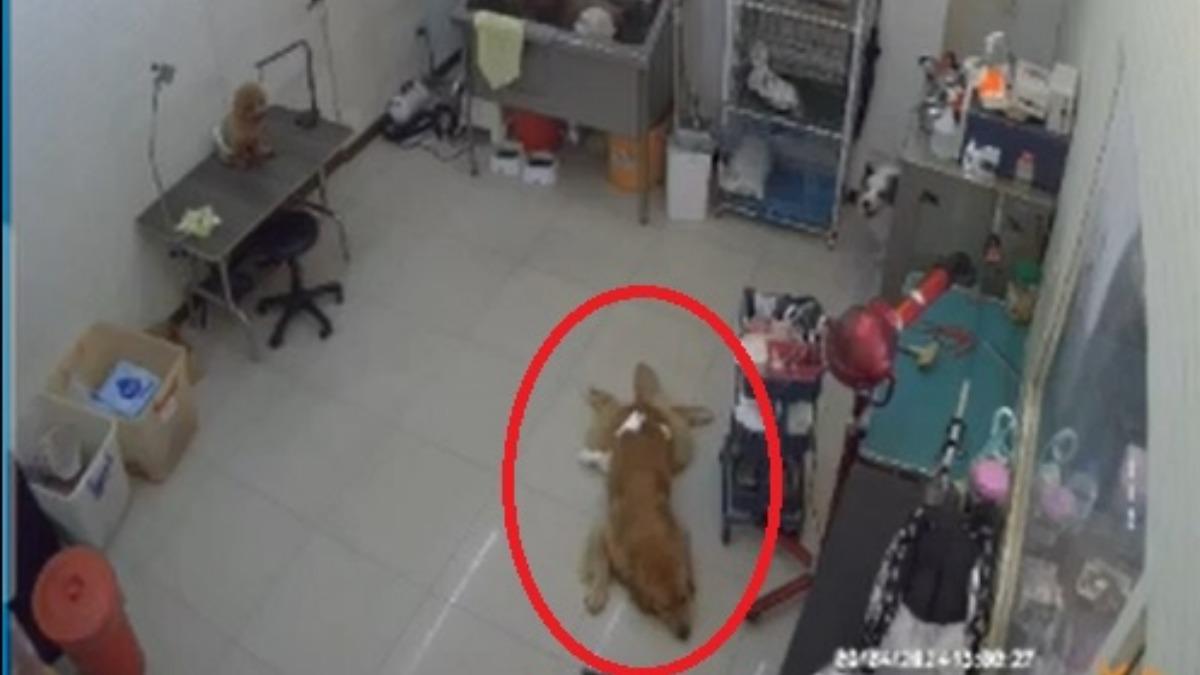 年僅1歲多的黃金獵犬寄養時突然猝死。（圖／投訴人提供）