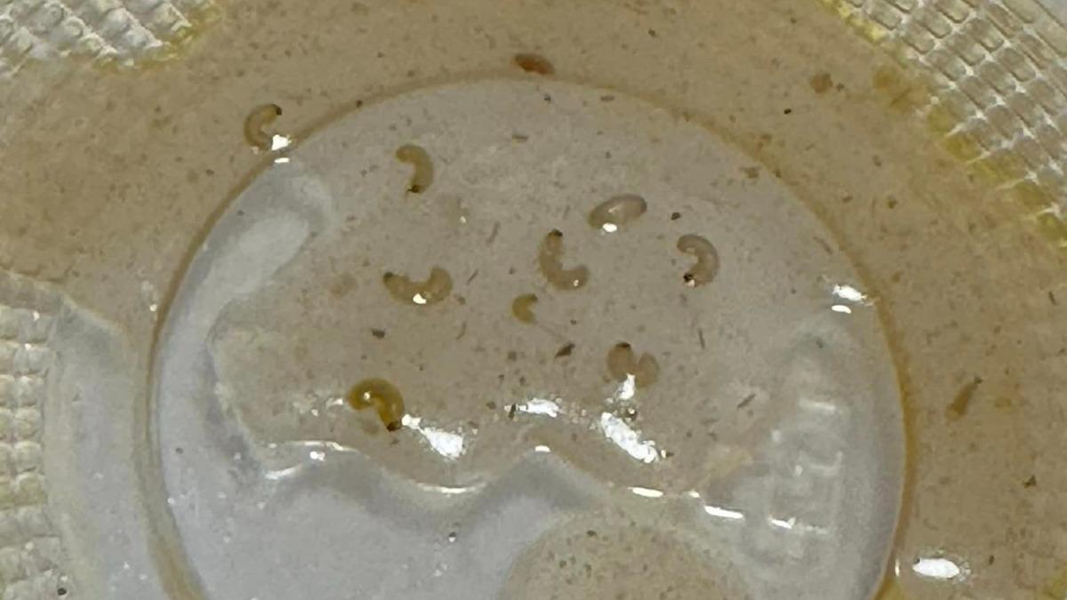崩潰!高雄籃籗會夜市「大腸麵線撈出一盤蛆蟲」衛生局稽查結果曝