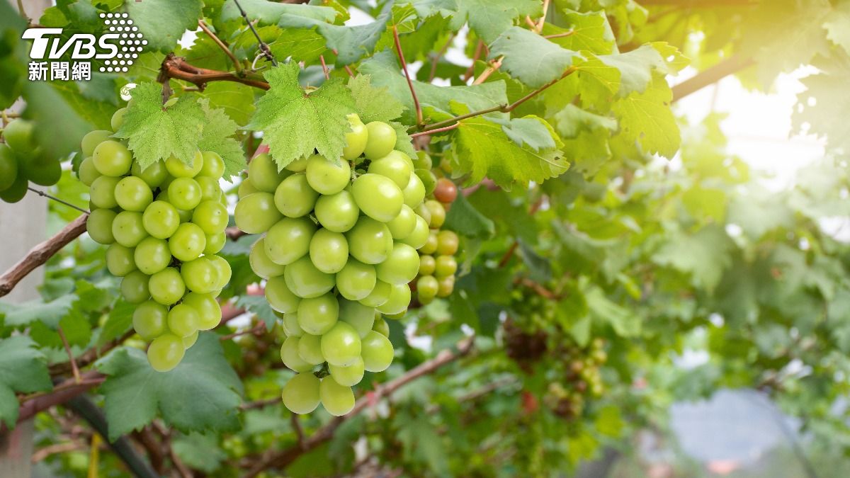 葡萄界精品！麝香葡萄挑選5重點「清水洗就好」　搭1物吃法爆紅