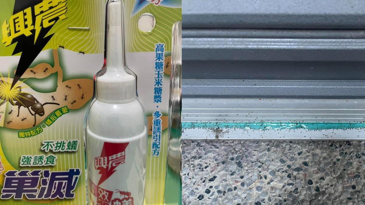 家中螞蟻殺不完！狂推全聯1神物　過來人認證「1週就滅巢」