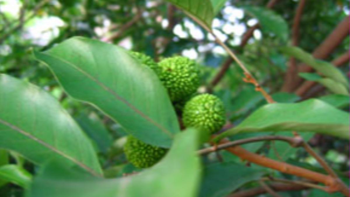 葡萄桑又名山荔枝。(圖/翻攝農業知識入口網)
