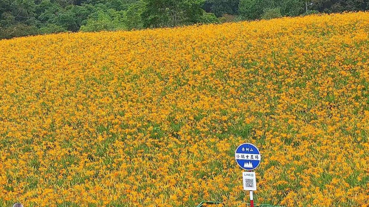 花蓮玉里的「赤科山金針花海」是最多遊客討論的景點。(圖/翻攝自花東縱谷國家風景區官網)