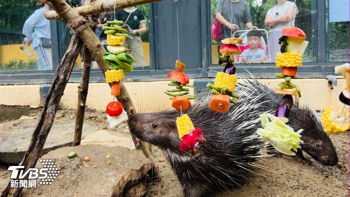 動物園將食材串起固定在木架上,營造野營烤肉風。(圖/TVBS)