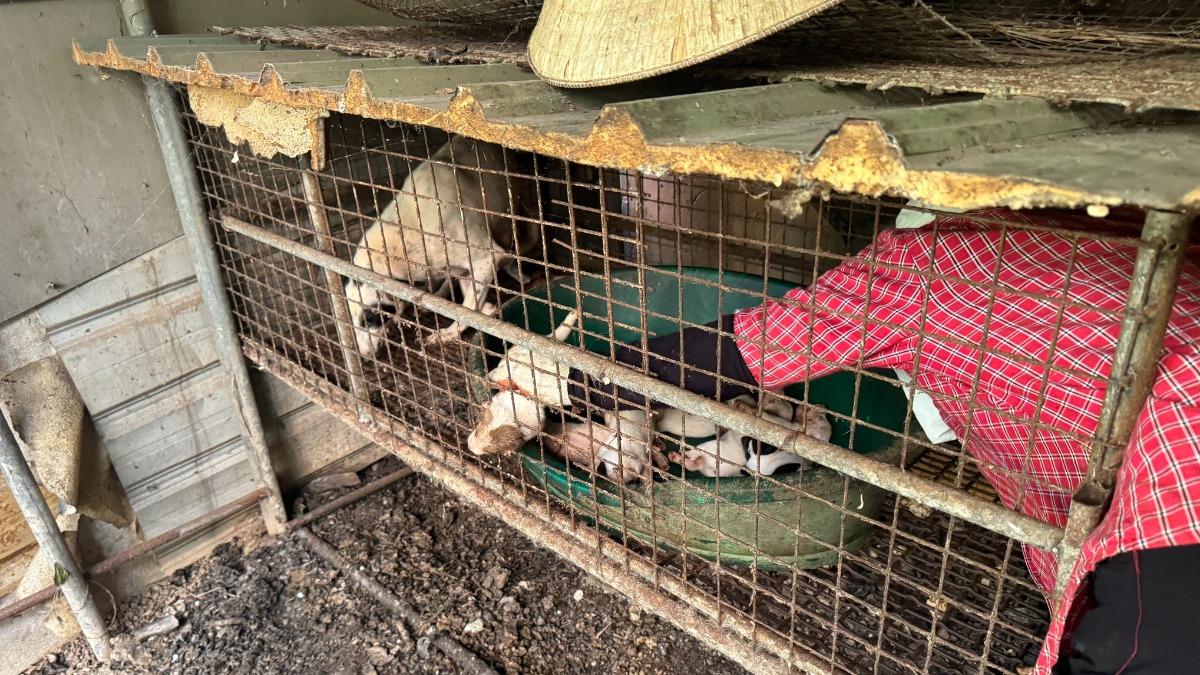 犬隻生活環境相當糟糕。(圖/翻攝自臉書粉專「相信動物」)