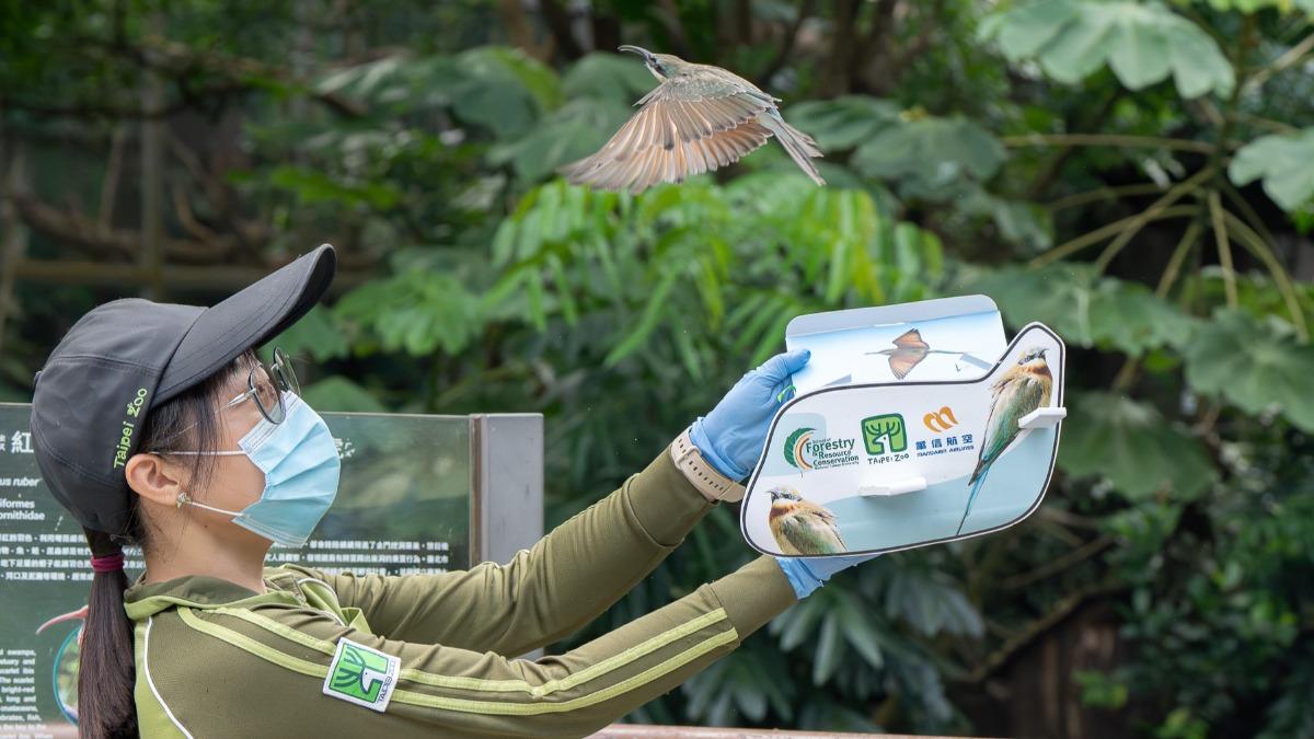 動物園人工孵育金門栗喉蜂虎,9/12成功放飛。(圖/動物園提供)