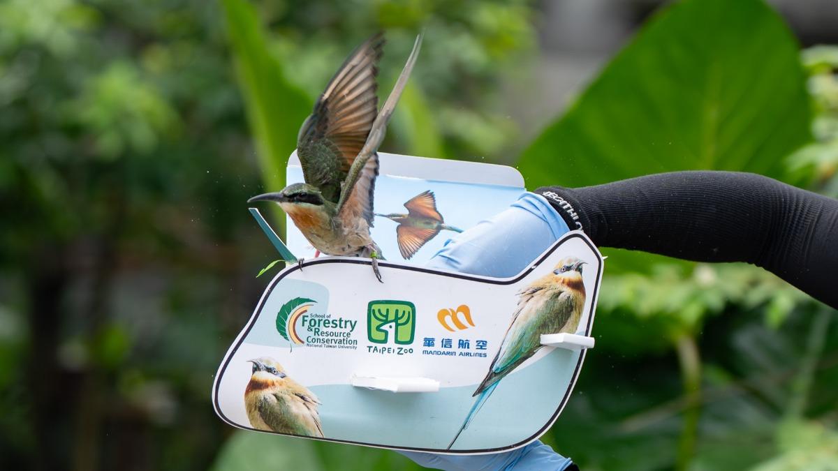 動物園人工孵育金門栗喉蜂虎,9/12成功放飛。(圖/動物園提供)