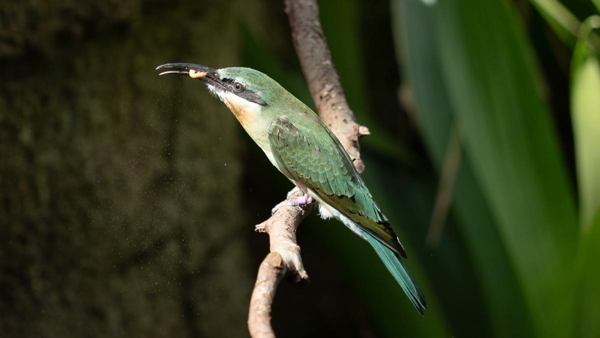 動物園人工孵育金門栗喉蜂虎,9/12成功放飛。(圖/動物園提供)