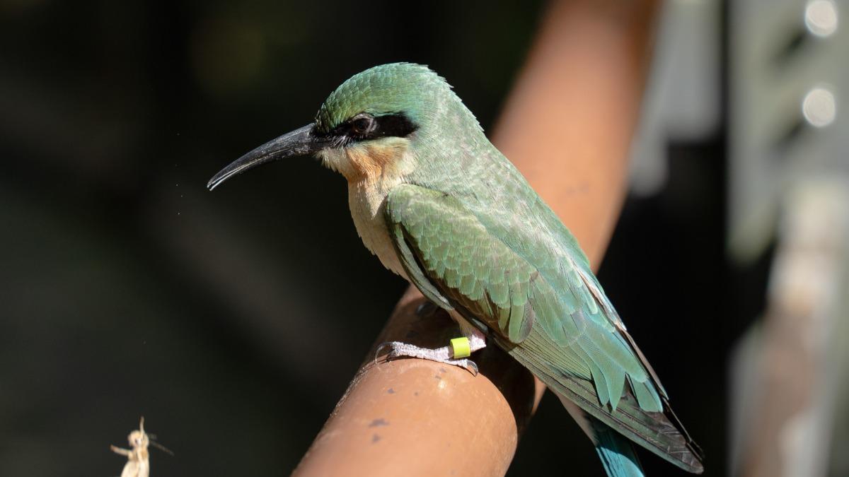 近10年人工孵育 動物園穿山甲館迎3「菜鳥」入住