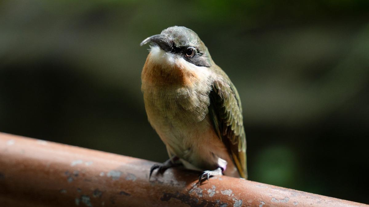 動物園人工孵育金門栗喉蜂虎,9/12成功放飛。(圖/動物園提供)