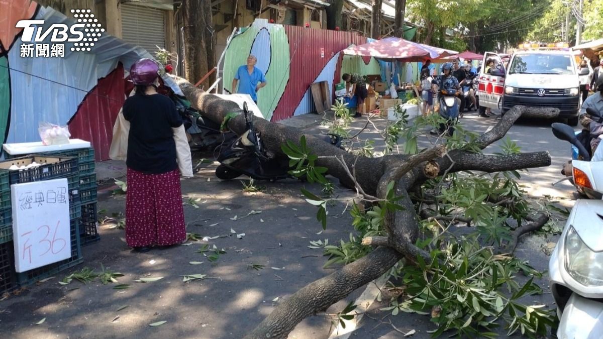 最衰中秋節!台中男市場採買 遭6米倒塌路樹砸中