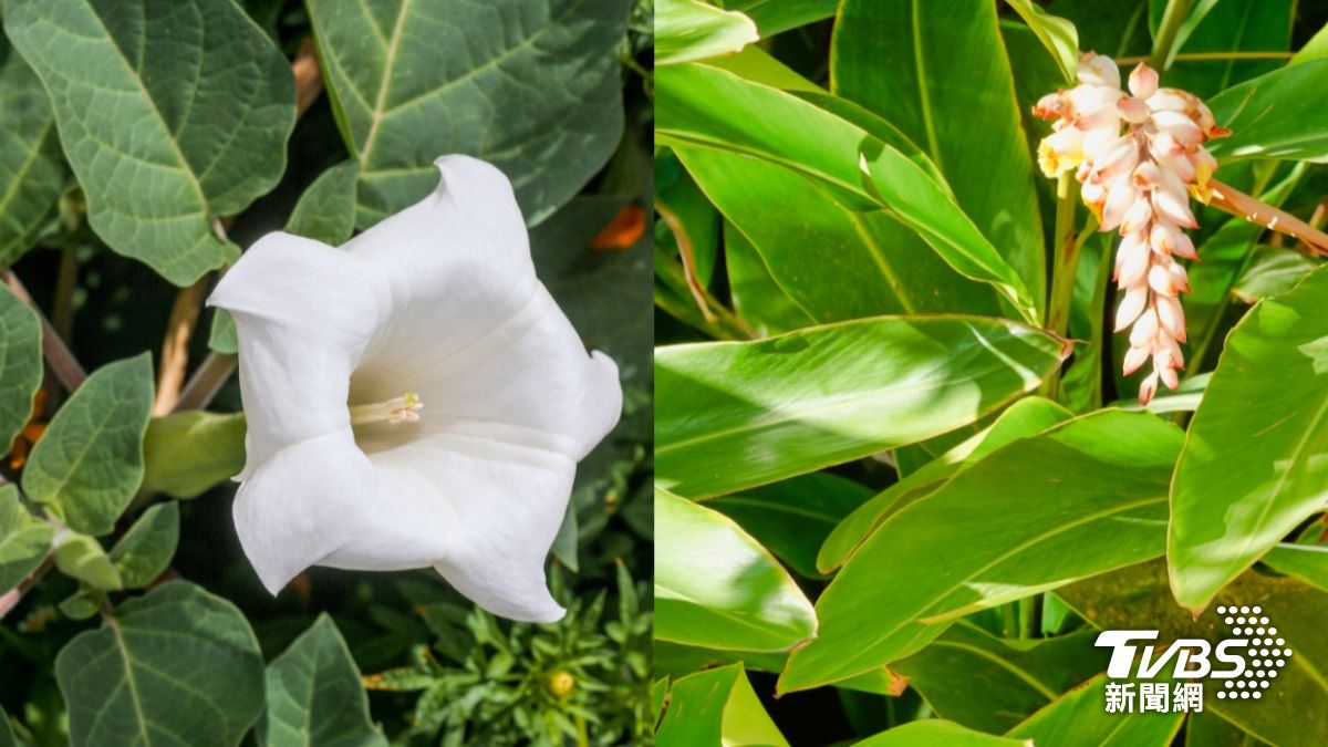 曼陀羅葉（左）是網狀脈；月桃葉（右）是平行脈。（示意圖／shutterstock達志影像）