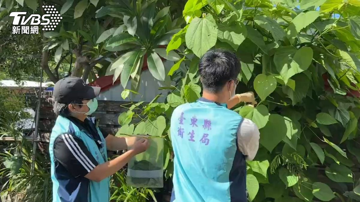 衛生局在事發現場採集製作阿粨的血桐葉。(圖/TVBS)