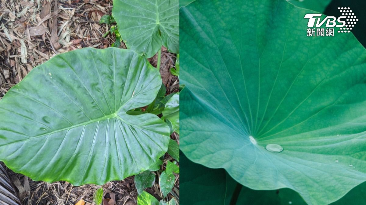 姑婆芋（左）葉片淋雨會濕；荷葉（右）則因有絨毛，水滴會凝結。（示意圖／shutterstock達志影像）