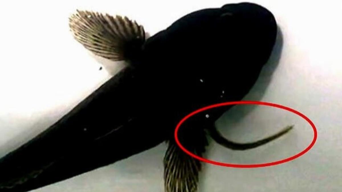 有片/鰻魚驚人生命力!遭大魚吞下竟「從胃逆行到鰓」逃脫