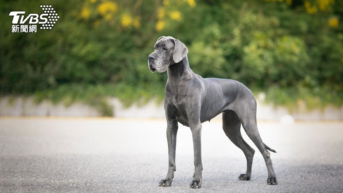 大丹狗。（示意圖／shutterstock 達志影像）