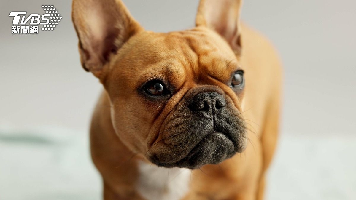 鬥牛犬。（示意圖／shutterstock 達志影像）