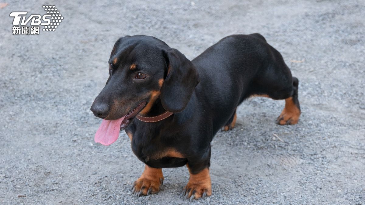 臘腸狗。（示意圖／shutterstock 達志影像）