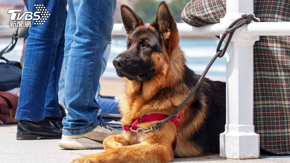 德國牧羊犬。（示意圖／shutterstock 達志影像）