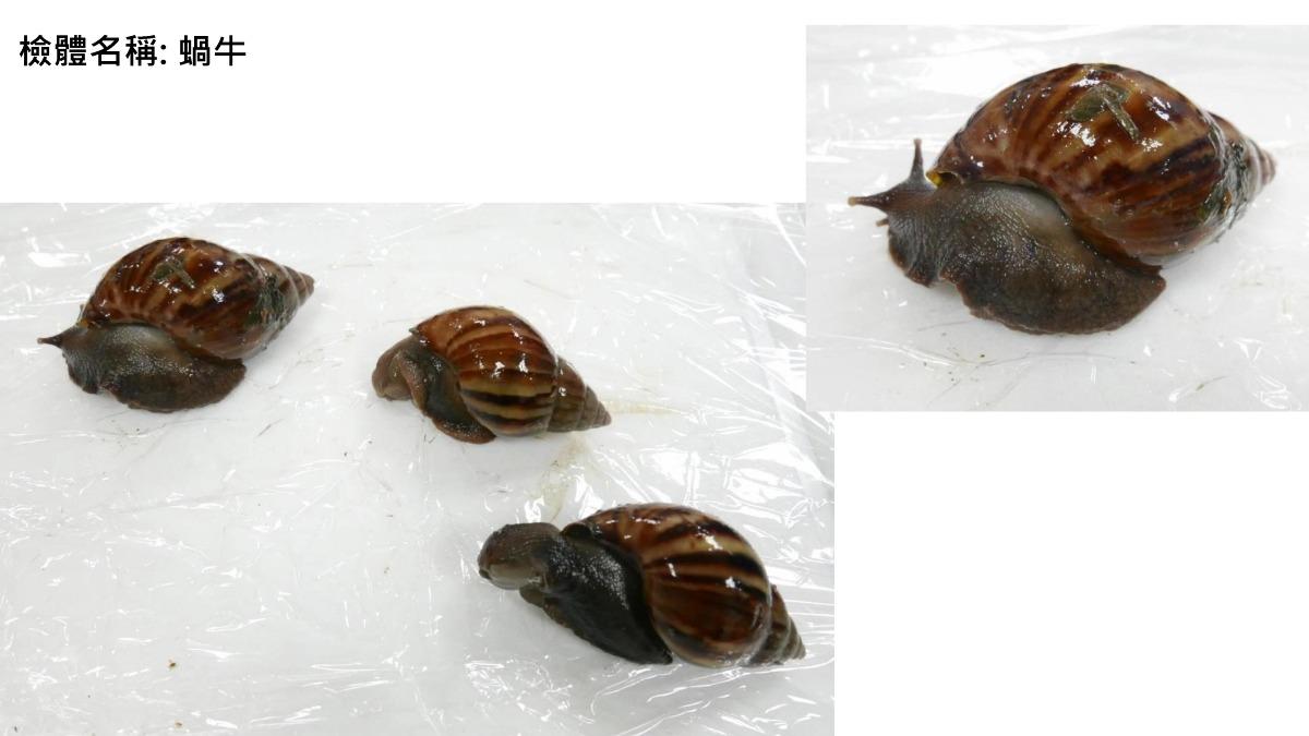 蝸牛檢體。(圖/食藥署提供)