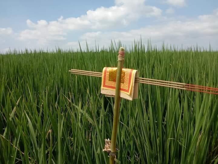 農曆8月15日相傳是土地公得道日,雲林縣有些農民也會趁此時插「土地公枴」,祈求來年豐收。