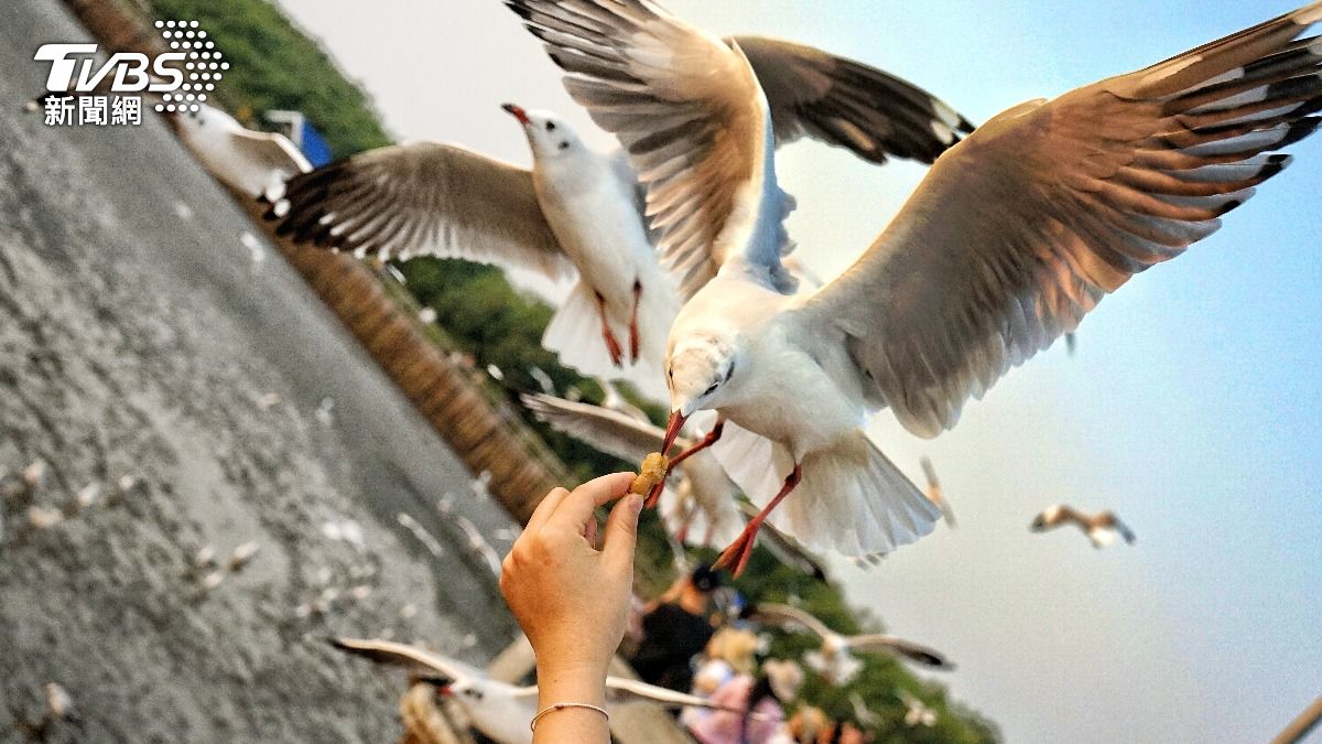 怕女兒薯條被搶!美爸怒抓海鷗 「徒手扭斷頭」羽毛噴滿地
