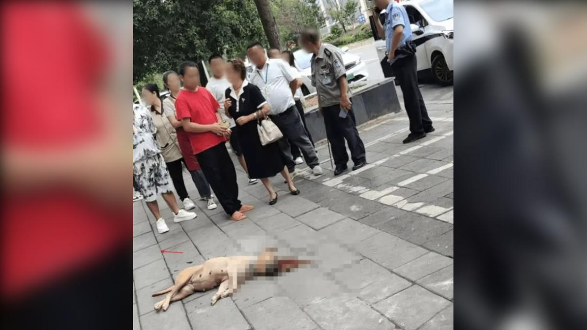 在周圍人的幫助下，咬孩子的黃狗被打死。（圖／翻攝自上源新聞）