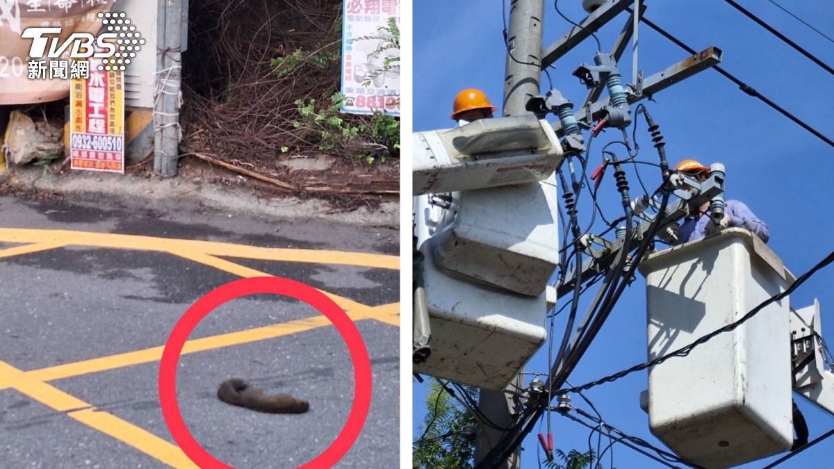 彰化社頭800戶停電　肇事松鼠焦黑亡