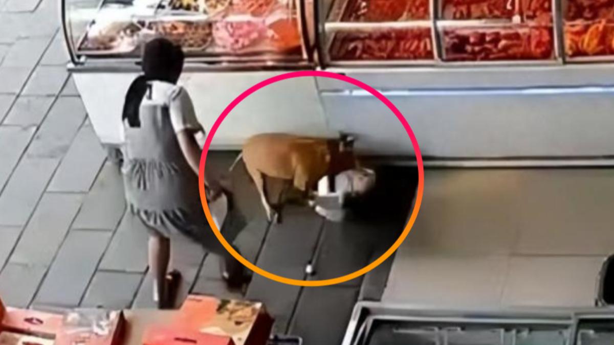 惡犬發瘋撕咬!3歲女童遭「撕肉50秒」地上拖行 陸影片瘋傳